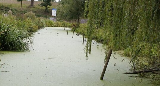 Le marais poitevin ?