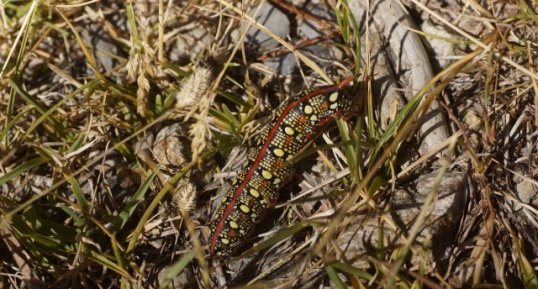 Chenille du Sphinx de l'Euphorbe