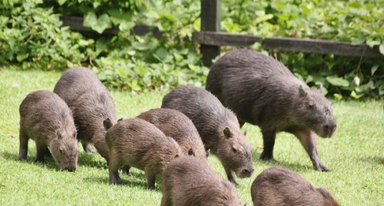 Capybaras