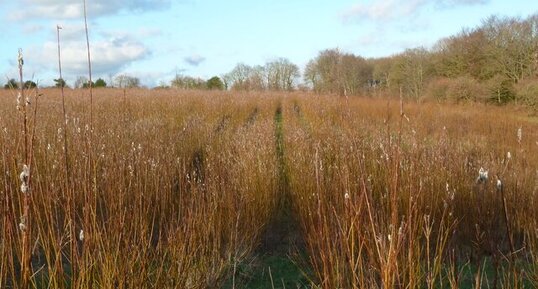 Plantation de saules