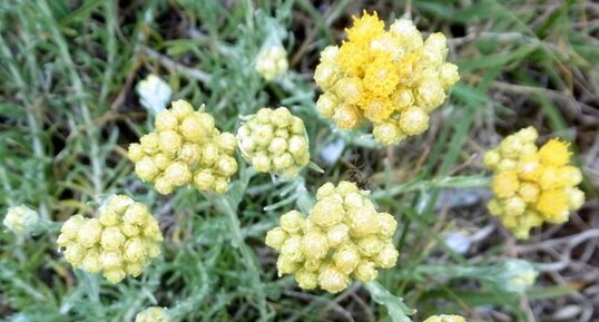 Immortelle des dunes (Helichrysum stoechas)