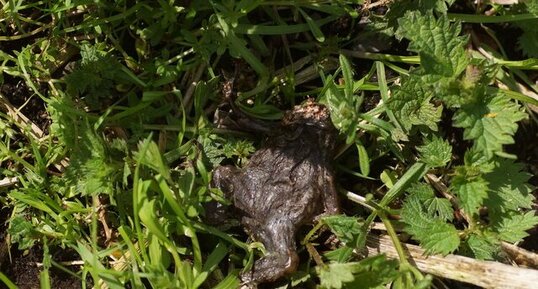 Bufo is dead