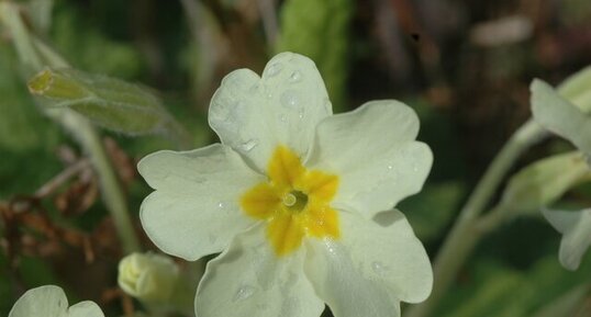 Primula veralis