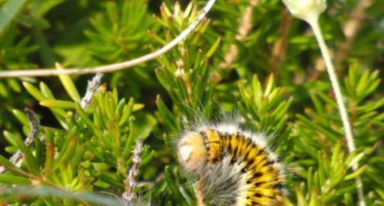 Bombyx du trèfle Lasiocampa trifoli