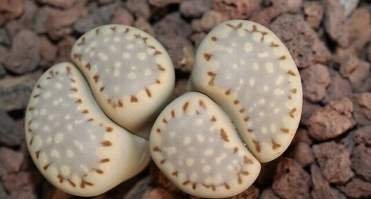 Lithops