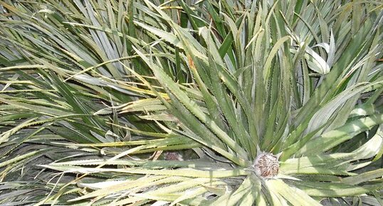 Fascicularia pitcairniifolia