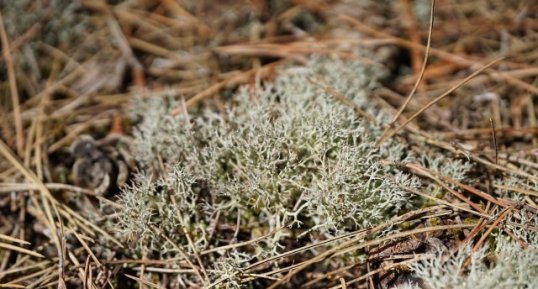 Cladonia portentosa - sous réserve