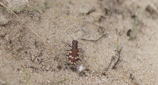 Cicindela maritima