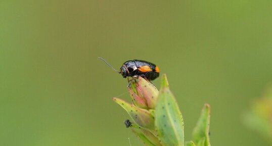 Cryptocephalus moraei