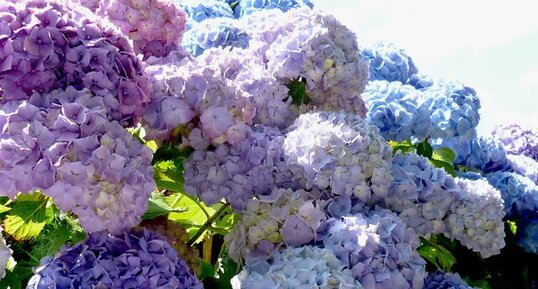 Hortensias