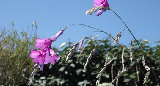 Dierama pulcherrinium