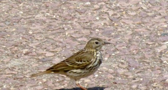 Pipit spioncelle