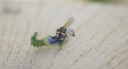 Diptère parasité ?