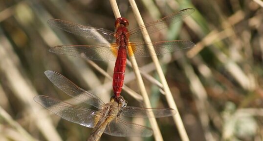 Crocothemis écarlate mâle et femellle