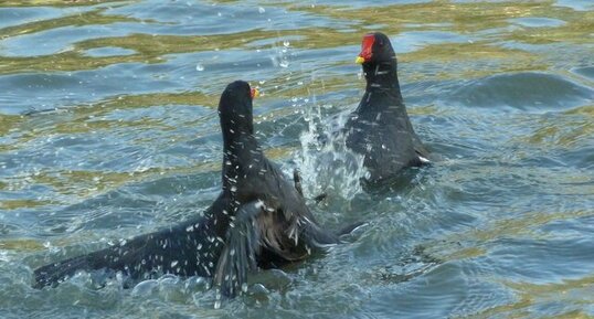 Poule d'eau