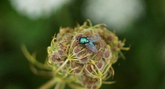 Neomyia cornicina - sous réserve