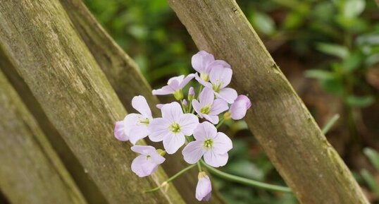 Cardamine des près