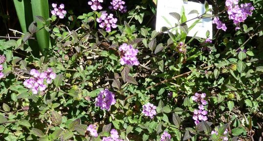 Lantana sellowiana.