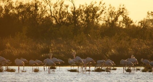 Banc de flamants