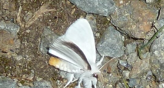 Cul doré Euproctis similis.Noctuelle.