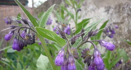 Consoude officinale