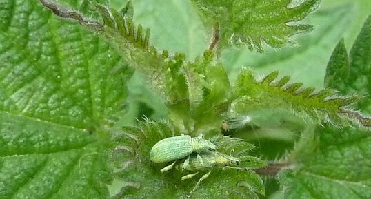 Phylobius urticae .Charançon de l'ortie.