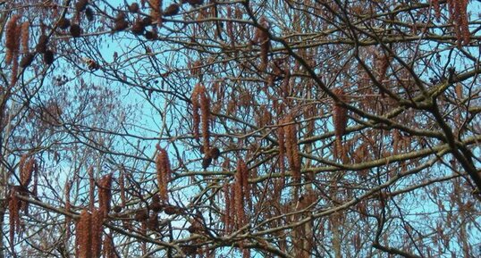 Aulne glutineux (alnus glutinosa)