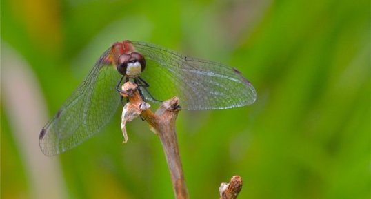 Sympetrum obtrusum (3)