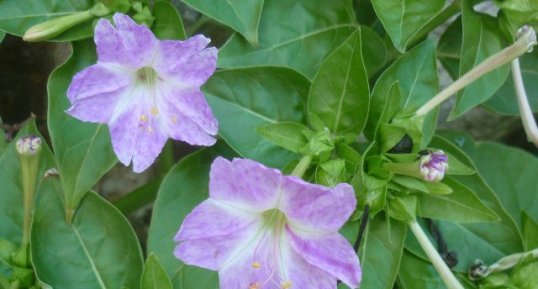 Belle de nuit (mirabilis jalapa)