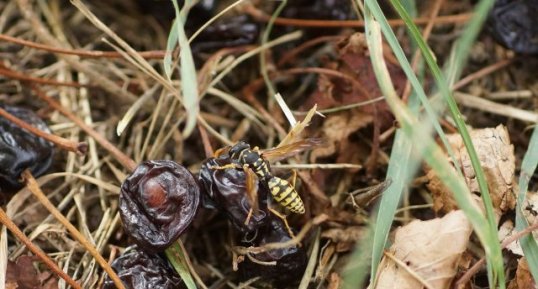 Polistes sp.