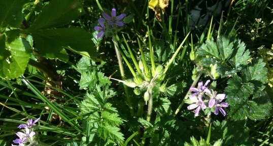 Géranium (corne de cerf ou irsute ?)