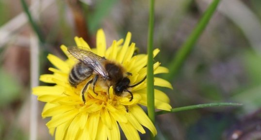 Colletes sp. - sous réserve