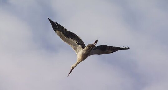 Cigogne blanche