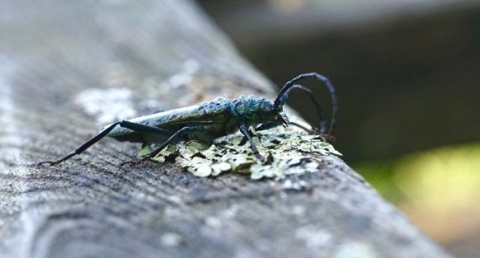 Agapanthia violacea - sous réserve