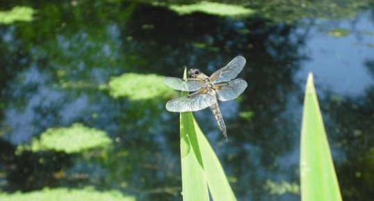 Libellula quadrimaculata