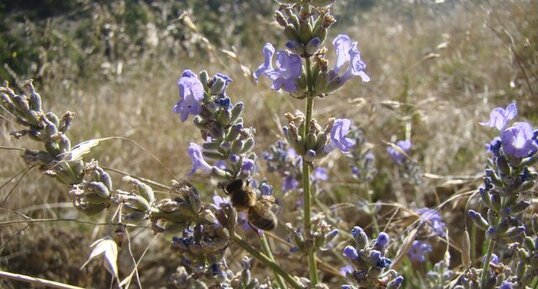 Abeille sur lavande en fleur