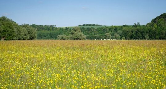 Prairie humide