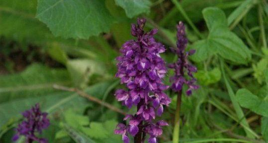 Orchis mâle