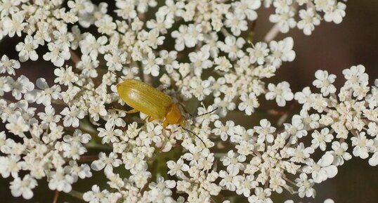 Ctenopius sp - sous réserve