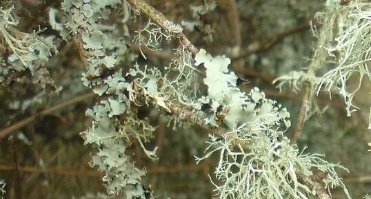 Lichen fruticuleux