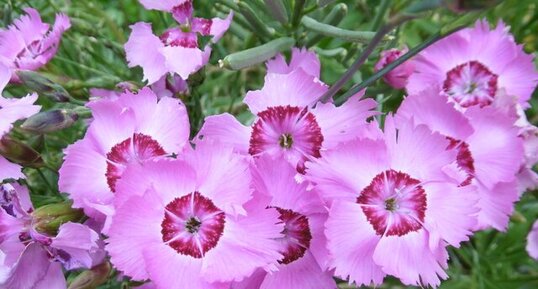 Oeillet de rocaille (dianthus deltoïde)