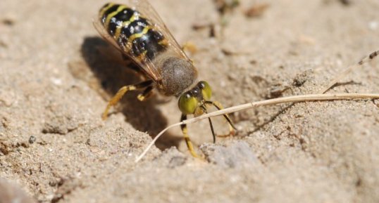 Bembix rostrata (Linnaeus, 1758)