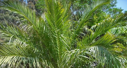 Chamaerops humilis