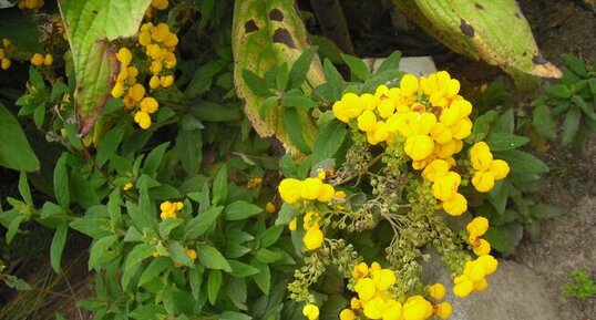 Calceolaria integrifolia