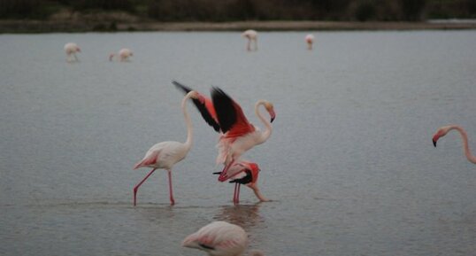 Flamant rose