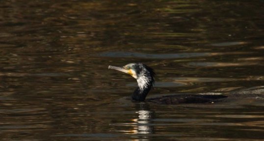 Grand Cormoran