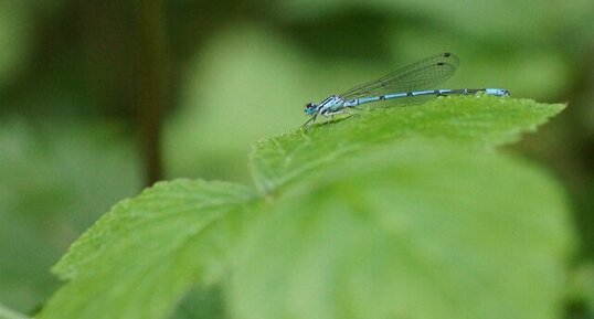 Agrion jouvencelle mâle