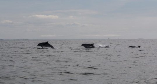 Grands Dauphins