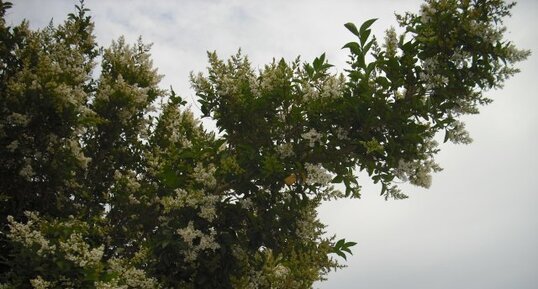 Troène commun