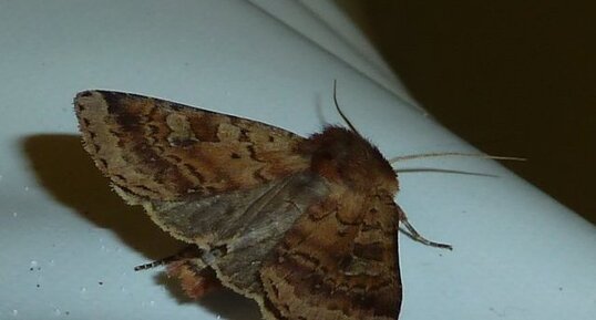 Papillon noctuelle.